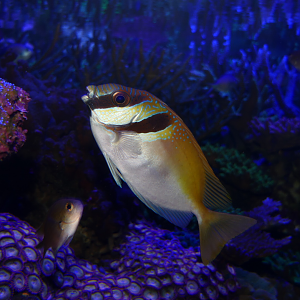 Virgate Rabbitfish (Siganus virgatus)