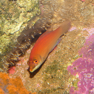Disappearing Wrasse (Pseudocheilinus evanidus)