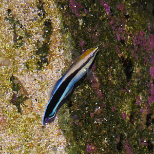 Bluestreak Cleaner Wrasse (Labroides dimidiata)