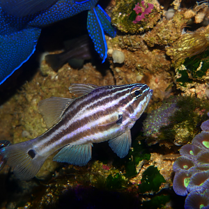 Western Striped Cardinalfish (Ostorhinchus victoriae)