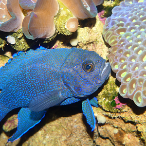 Southern Blue Devil (Paraplesiops melagris)