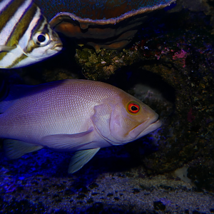 Breaksea Cod (Epinephelides armatus)