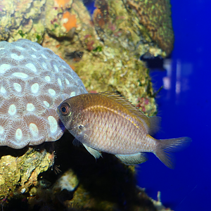 Black-headed Puller (Chromis klunzingeri)