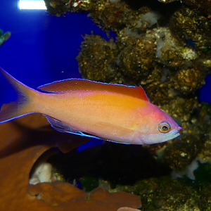 Redfin Anthias (Nemanthias dispar)