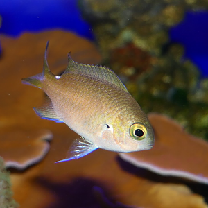 West Australian Puller (Chromis westaustralis)