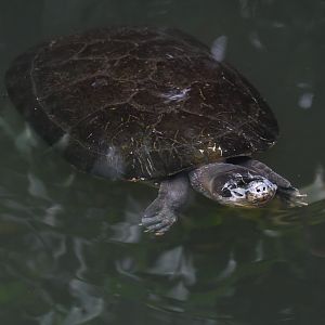 Arrau turtle?