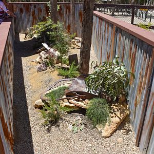 New - Outback Springs - Shingleback/Cunningham's Skink Enclosure