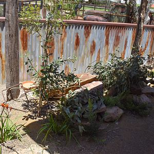 New - Outback Springs - Shingleback/Cunningham's Skink Enclosure
