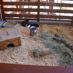 New - Outback Springs - Rabbits