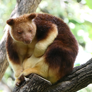 Goodfellow's Tree-Kangaroo
