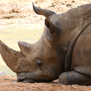 Southern White Rhinoceros