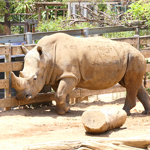 Southern White Rhinoceros