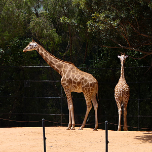 Hybrid Giraffes
