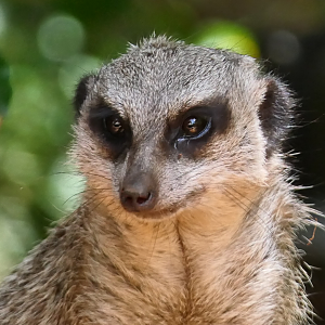 Meerkat