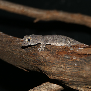 Western Spiny-tailed Gecko