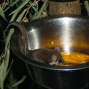 Feather-tailed Glider