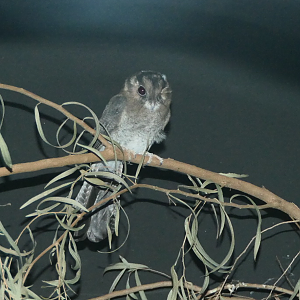 Australian Owlet-nightjar