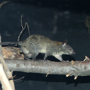 Black-footed Tree Rat