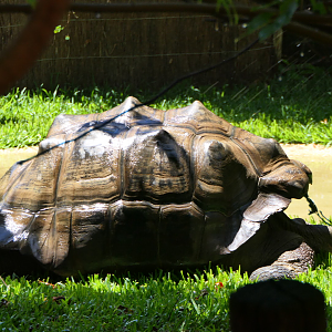 Galapagos Giant Tortoise