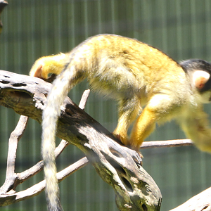Bolivian Squirrel Monkey