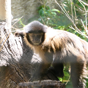 Tufted Capuchin