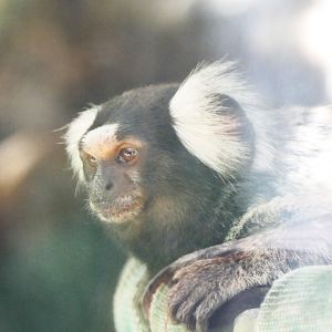 Common Marmoset
