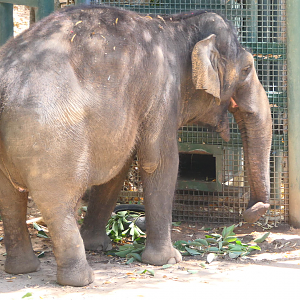 Asian Elephant