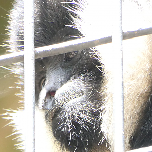 Northern White-cheeked Gibbon