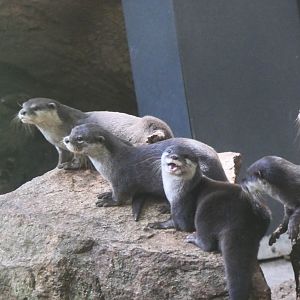 Asian Short-clawed Otter