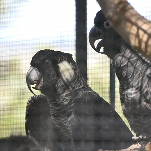 Baudin's Black-Cockatoo