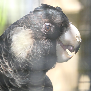 Carnaby's Black-Cockatoo