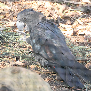 Forest Red-tailed Black-Cockatoo