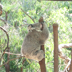 Koala