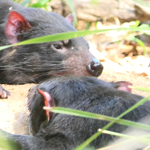 Tasmanian Devils