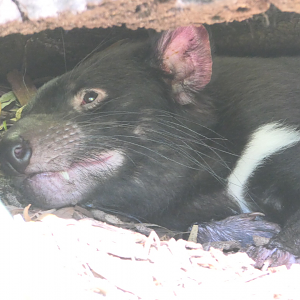 Tasmanian Devil