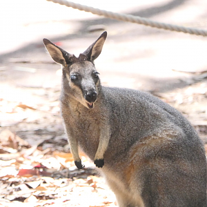 Western Brush Wallaby