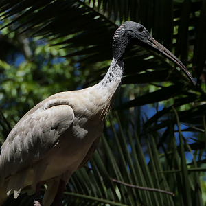 Australian White Ibis (wild)