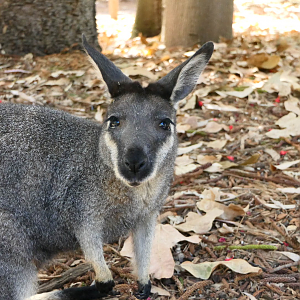 Western Brush Wallaby
