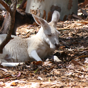White kangaroo (Western Grey or Red?)