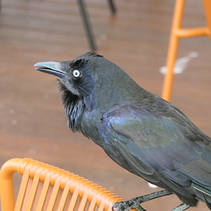 Australian Raven (wild)