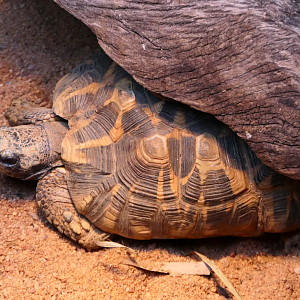 Bell's Hingeback Tortoise