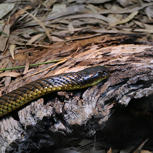 Tiger Snake
