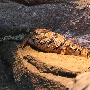 Southern Pygmy Spiny-tailed Skink