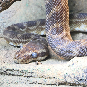 Rough-scaled Python