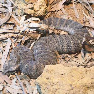 Common Death Adder