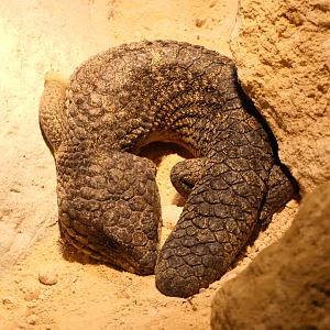 Rottnest Island Shingleback