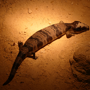 Western Bluetongue