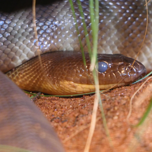 Woma Python