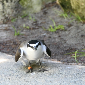 Bridled Tern