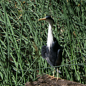 Pied Heron